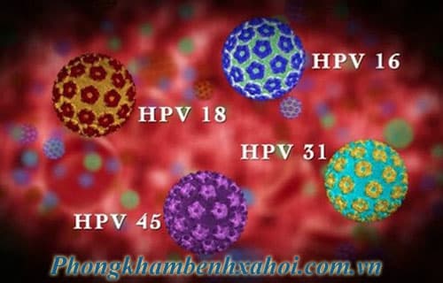 Có những chủng HPV nào?